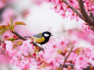 flourishing, tit, Pink, Great Tit, Bird, trees, Flowers