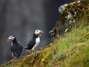 Flowers, Plants, Puffins, slope, Two cars
