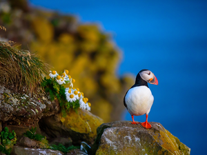Flowers, Maskonur, rocks