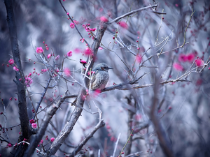 Flowers, Spring, starling, branch pics, Bird