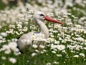 stork, Meadow, daisy, Flowers