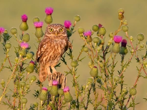 owl, Flowers, teasel, Little Owl