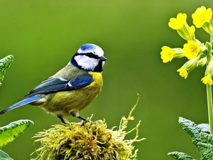 Flowers, Bird, tit