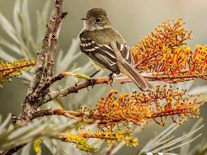 Bird, Flowers, Twigs, Willow Warbler