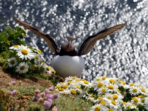 Flowers, Maskonur, water
