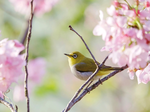 Twigs, Flowers, Zosterops, Flourished, Bird