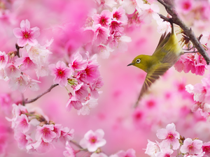 Twigs, Zosterops, Flowers, Flourished, Bird, Pink, Fruit Tree