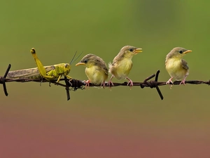 chick, flycatchers, Insect, birds, grasshopper