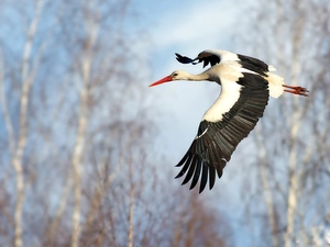 flying, stork