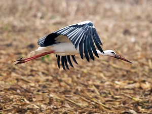 flying, stork