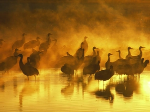 cranes, water, lake, Fog