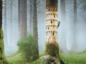 Fog, woodpecker, forest