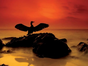 west, cormorant, Ocean, Fog, sun, Stones