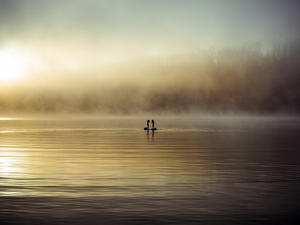 Two Swans, lake, Fog