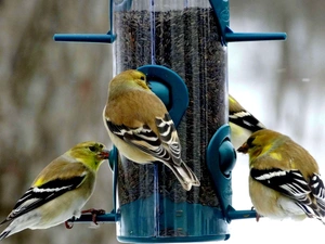 forest, sparrows, Bird