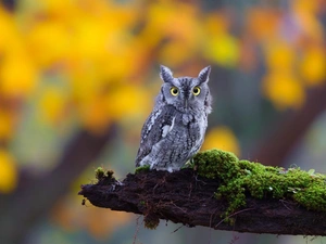 forest, owl, branch