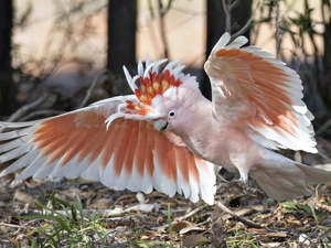 forest, parrot, cockatoo