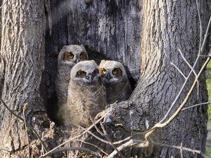 hollow, forest, Owls, trees, Three