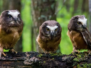 forest, Tengmalm, trees