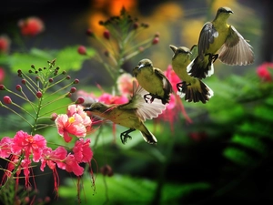 hummingbirds, Colourfull Flowers, four