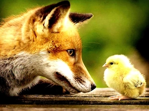 Fox, chicken