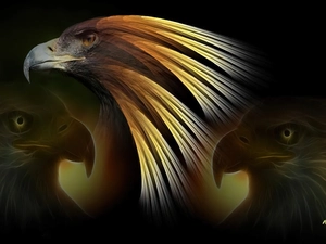 Fractalius, Eagles, Head