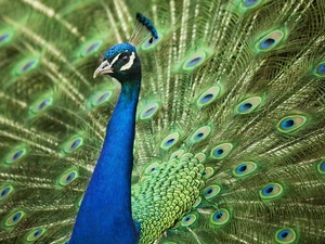 frame, blue, peacock