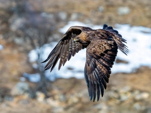 flight, Bird, Eagle Front