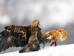 snow, Fox, Eagle Front