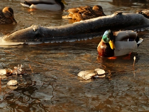 winter, Frost, crossing, water, duck
