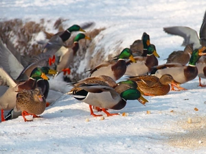 winter, Frost, Crosswords, snow, ducks
