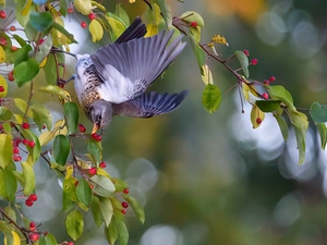 Twigs, fieldfare, Red, Fruits, Leaf, Bird