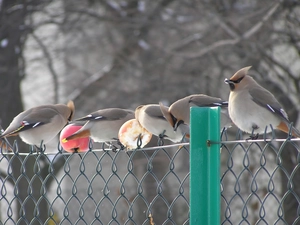 Fruits, Waxwings, net