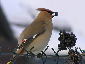 tail, Fruits, spout, Yellow, open