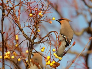 trees, cardinal, female, Fruits