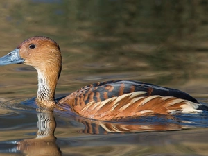 duck, titmouse, water, Fulvous