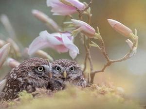 fuzzy, background, Little Owl, Magnolia, Owls
