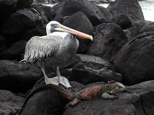 Galapagos, pelican