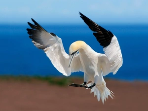 gannet, Australian