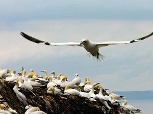 gannets