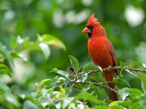 Garden, cardinal, trees