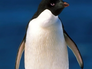 gazing, penguin