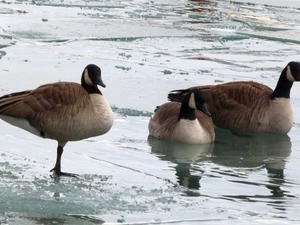 Icecream, lake, Wild Geese, winter, birds