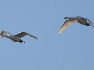 geese, flight