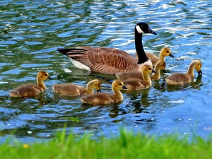 geese, water, grass
