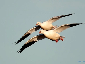 geese, snow