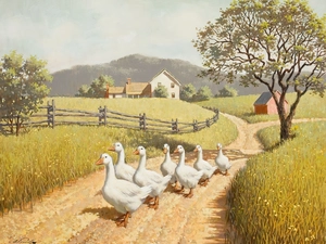 geese, field, Way