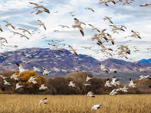 geese, Mountains, White