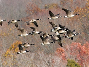 geese, herd, wild