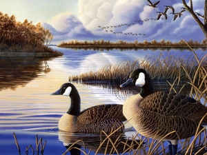 geese, Two, wild